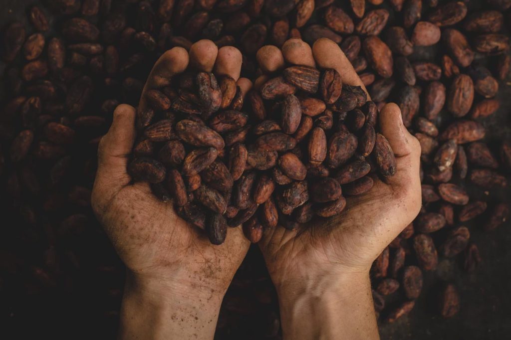 La culture du cacao