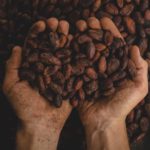 La culture du cacao