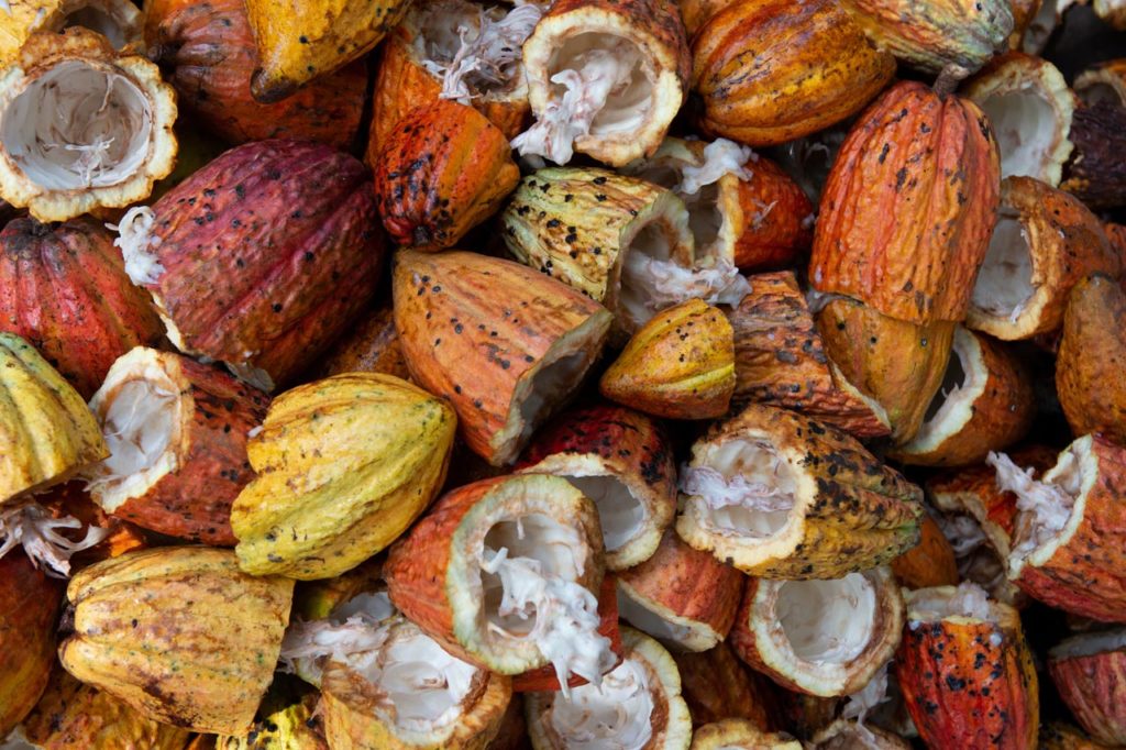 La transformation du cacao en chocolat