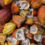 La transformation du cacao en chocolat